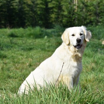 chien Golden retriever sable Pistache élevage du Fond de la Noye chien Golden retriever sable Pistache élevage du Fond de la Noye