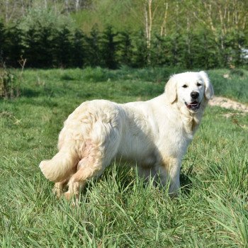 chien Golden retriever sable Pistache élevage du Fond de la Noye chien Golden retriever sable Pistache élevage du Fond de la Noye