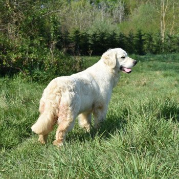 chien Golden retriever sable Pistache élevage du Fond de la Noye chien Golden retriever sable Pistache élevage du Fond de la Noye