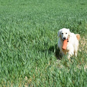 chien Golden retriever sable Pistache élevage du Fond de la Noye chien Golden retriever sable Pistache élevage du Fond de la Noye