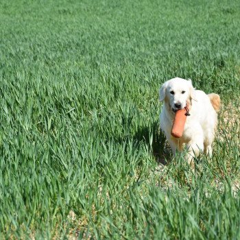 chien Golden retriever sable Pistache élevage du Fond de la Noye