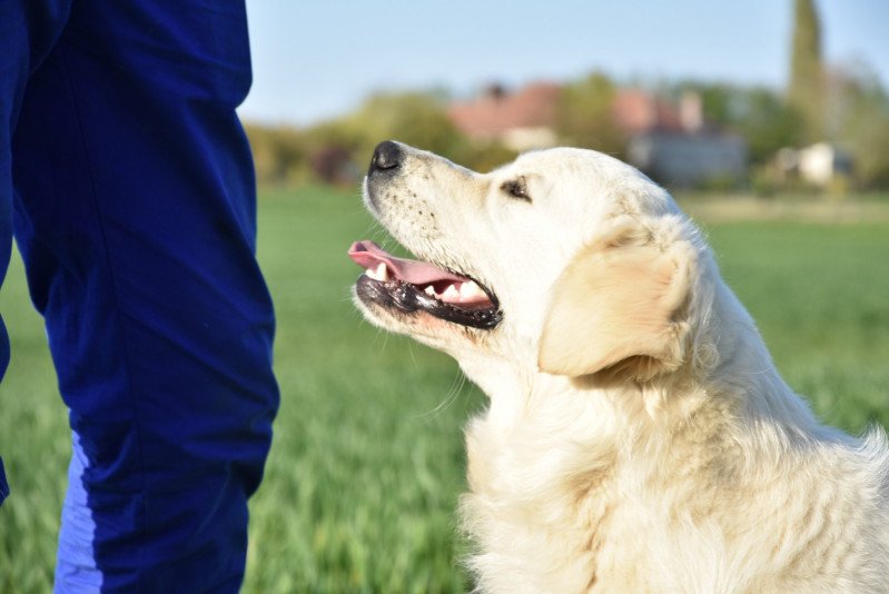 Praline du Fond de la Noye Femelle Golden retriever