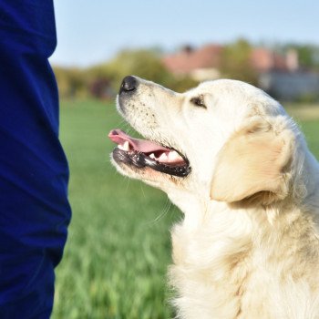 chien Golden retriever sable Praline élevage du Fond de la Noye