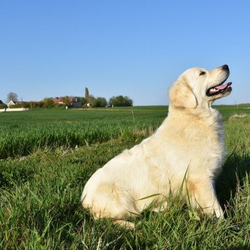 chien Golden retriever sable Praline élevage du Fond de la Noye