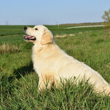 chien Golden retriever sable Praline élevage du Fond de la Noye