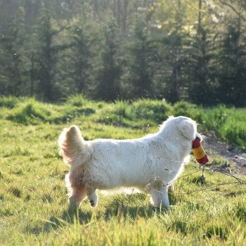 chien Golden retriever sable Praline élevage du Fond de la Noye