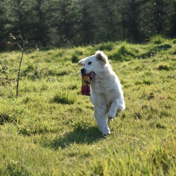 chien Golden retriever sable Praline élevage du Fond de la Noye