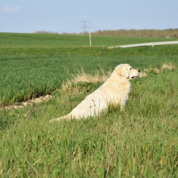 chien Golden retriever sable Praline élevage du Fond de la Noye