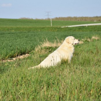 chien Golden retriever sable Praline élevage du Fond de la Noye chien Golden retriever sable Praline élevage du Fond de la Noye