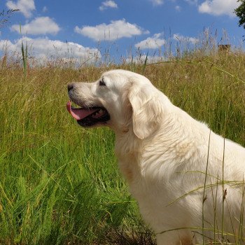 chien Golden retriever sable Provinoise élevage du Fond de la Noye