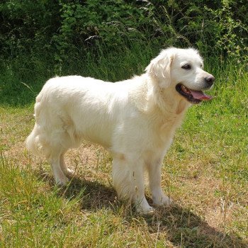chien Golden retriever sable Provinoise élevage du Fond de la Noye chien Golden retriever sable Provinoise élevage du Fond de la Noye