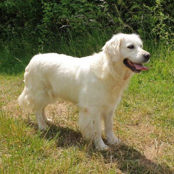 chien Golden retriever sable Provinoise élevage du Fond de la Noye