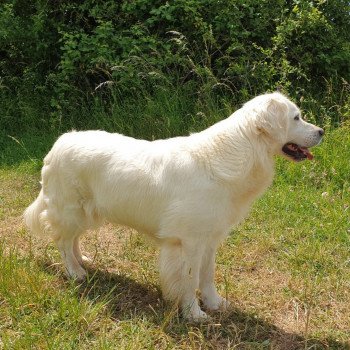 chien Golden retriever sable Provinoise élevage du Fond de la Noye