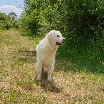 chien Golden retriever sable Provinoise élevage du Fond de la Noye