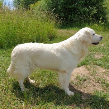 chien Golden retriever sable Provinoise élevage du Fond de la Noye