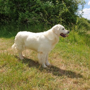 chien Golden retriever sable Provinoise élevage du Fond de la Noye chien Golden retriever sable Provinoise élevage du Fond de la Noye