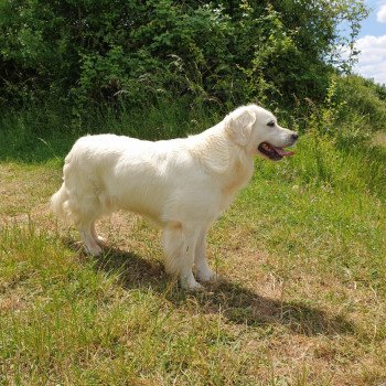 chien Golden retriever sable Provinoise élevage du Fond de la Noye