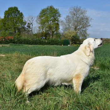 chien Golden retriever sable Provinoise élevage du Fond de la Noye chien Golden retriever sable Provinoise élevage du Fond de la Noye