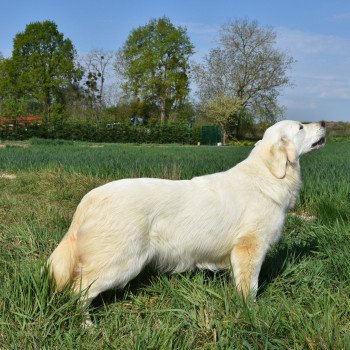 chien Golden retriever sable Provinoise élevage du Fond de la Noye