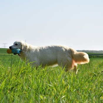 chien Golden retriever sable Provinoise élevage du Fond de la Noye