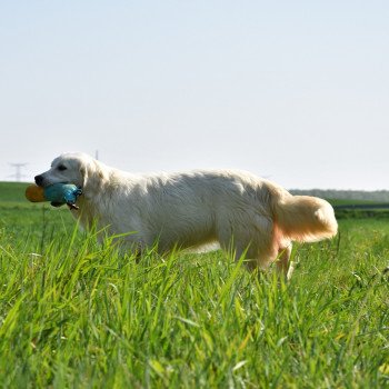 chien Golden retriever sable Provinoise élevage du Fond de la Noye chien Golden retriever sable Provinoise élevage du Fond de la Noye