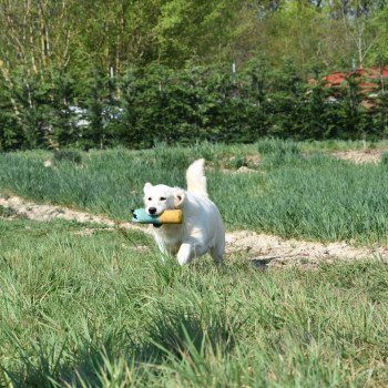 chien Golden retriever sable Provinoise élevage du Fond de la Noye