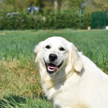 chien Golden retriever sable Provinoise élevage du Fond de la Noye chien Golden retriever sable Provinoise élevage du Fond de la Noye