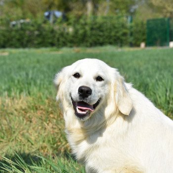 chien Golden retriever sable Provinoise élevage du Fond de la Noye