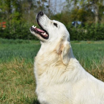 chien Golden retriever sable Provinoise élevage du Fond de la Noye chien Golden retriever sable Provinoise élevage du Fond de la Noye