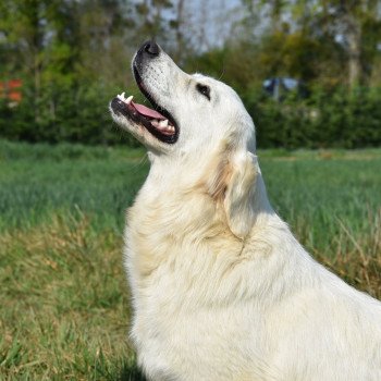 chien Golden retriever sable Provinoise élevage du Fond de la Noye