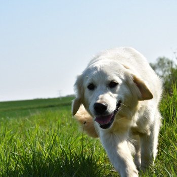 chien Golden retriever sable Provinoise élevage du Fond de la Noye chien Golden retriever sable Provinoise élevage du Fond de la Noye