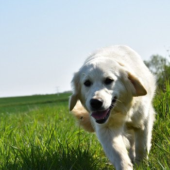 chien Golden retriever sable Provinoise élevage du Fond de la Noye