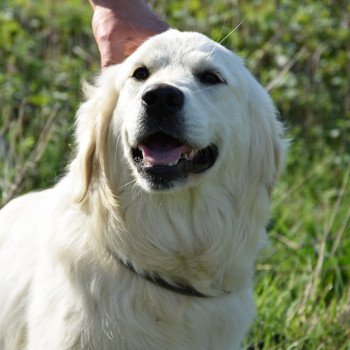 chien Golden retriever sable Provinoise élevage du Fond de la Noye