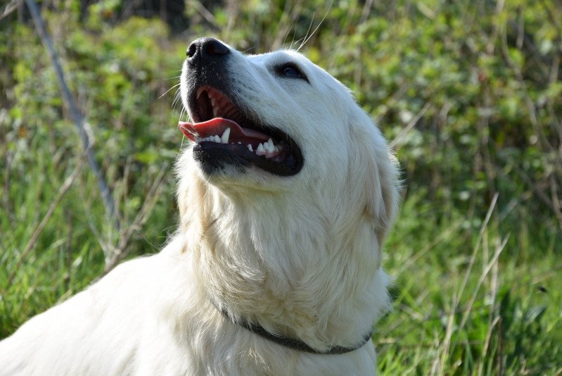 Provinoise du Fond de la Noye Femelle Golden retriever