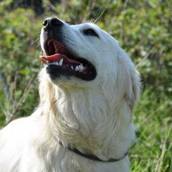 chien Golden retriever sable Provinoise élevage du Fond de la Noye