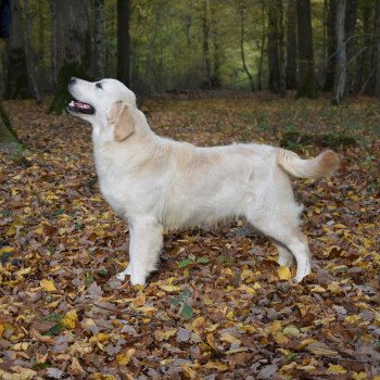 chien Golden retriever sable Rainbow élevage du Fond de la Noye chien Golden retriever sable Rainbow élevage du Fond de la Noye
