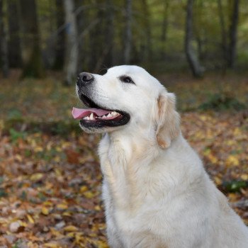 chien Golden retriever sable Rainbow élevage du Fond de la Noye chien Golden retriever sable Rainbow élevage du Fond de la Noye