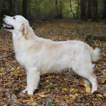 chien Golden retriever sable Rainbow élevage du Fond de la Noye chien Golden retriever sable Rainbow élevage du Fond de la Noye