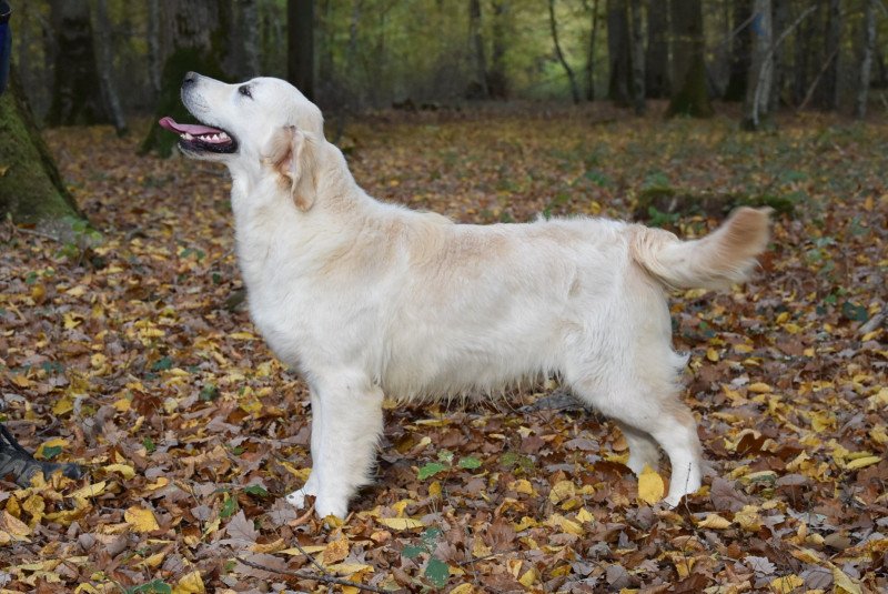 Rainbow de la Lagune de Montdésir Mâle Golden retriever Rainbow de la Lagune de Montdésir Mâle Golden retriever