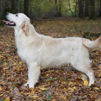 Rainbow de la Lagune de Montdésir Mâle Golden retriever