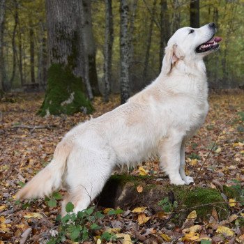 chien Golden retriever sable Rainbow élevage du Fond de la Noye chien Golden retriever sable Rainbow élevage du Fond de la Noye