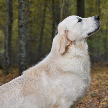 chien Golden retriever sable Rainbow élevage du Fond de la Noye chien Golden retriever sable Rainbow élevage du Fond de la Noye