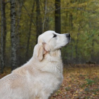 chien Golden retriever sable Rainbow élevage du Fond de la Noye chien Golden retriever sable Rainbow élevage du Fond de la Noye