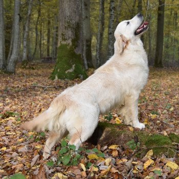 chien Golden retriever sable Rainbow élevage du Fond de la Noye chien Golden retriever sable Rainbow élevage du Fond de la Noye