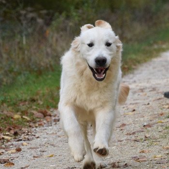 chien Golden retriever sable Rainbow élevage du Fond de la Noye chien Golden retriever sable Rainbow élevage du Fond de la Noye