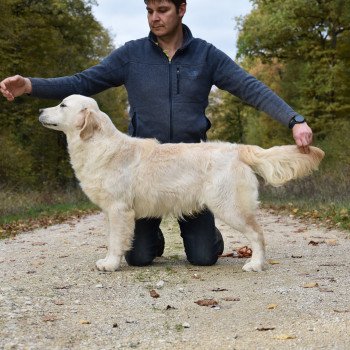 chien Golden retriever sable Rainbow élevage du Fond de la Noye chien Golden retriever sable Rainbow élevage du Fond de la Noye