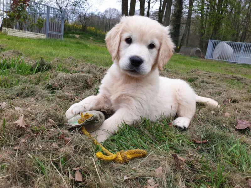 Rainbow de la Lagune de Montdésir Mâle Golden retriever