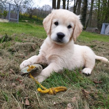 chien Golden retriever sable Rainbow élevage du Fond de la Noye chien Golden retriever sable Rainbow élevage du Fond de la Noye