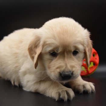 chiot Golden retriever sable Rainforest élevage du Fond de la Noye