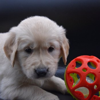 chiot Golden retriever sable Rainforest élevage du Fond de la Noye